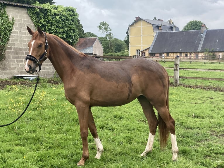 Westfalisk häst Sto 3 år 163 cm fux in Villers sur Mer