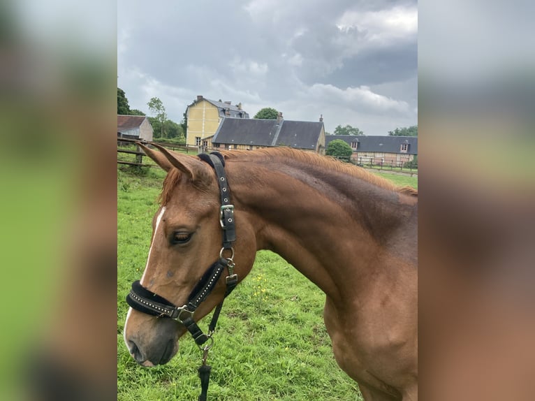 Westfalisk häst Sto 3 år 163 cm fux in Villers sur Mer