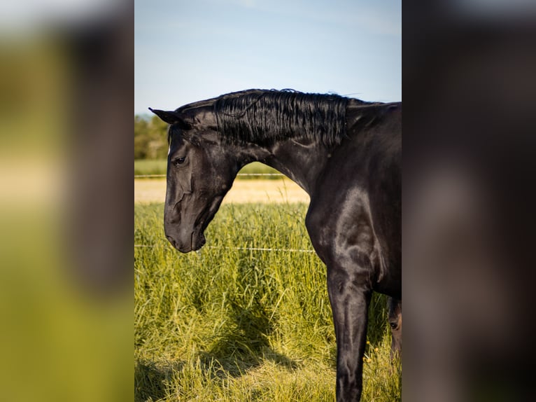 Westfalisk häst Sto 3 år 163 cm Svart in Wintrich