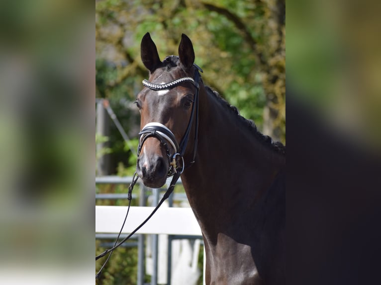 Westfalisk häst Sto 3 år 164 cm Brun in Dätgen