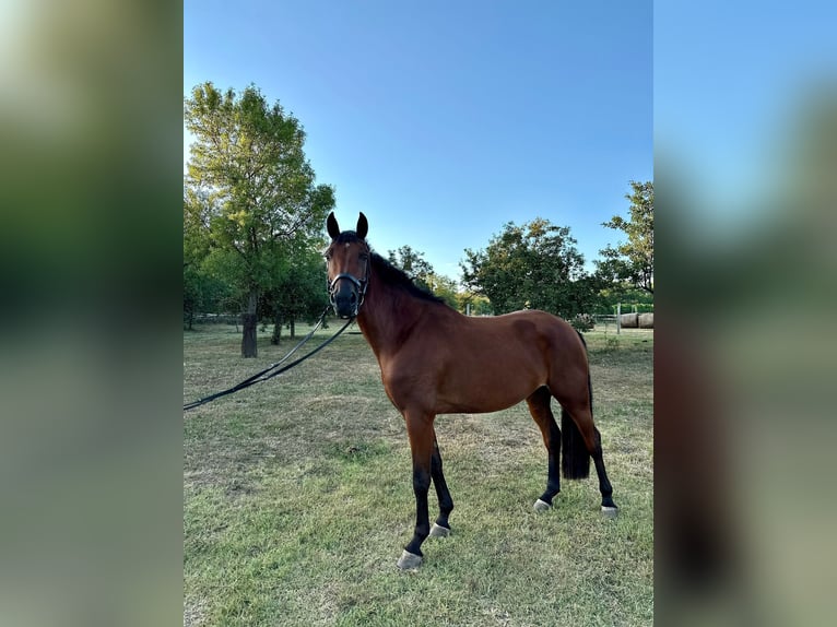 Westfalisk häst Blandning Sto 3 år 164 cm Mörkbrun in Monor