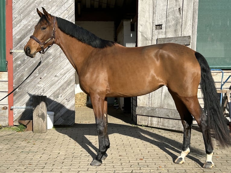 Westfalisk häst Sto 3 år 165 cm Brun in Vlotho