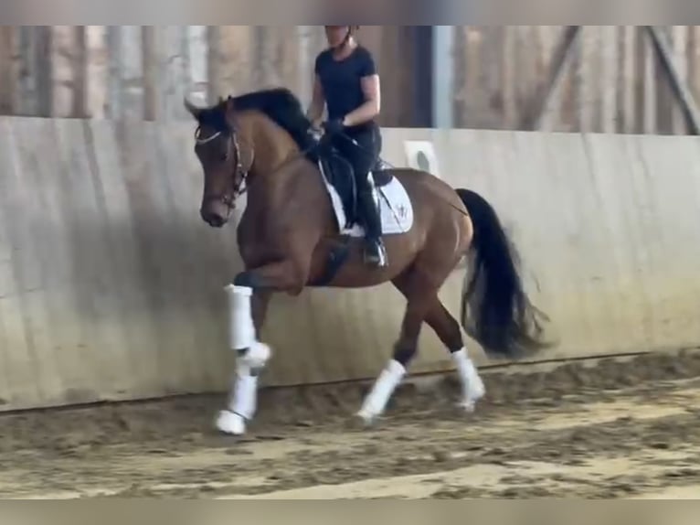 Westfalisk häst Sto 3 år 165 cm Brun in Vlotho