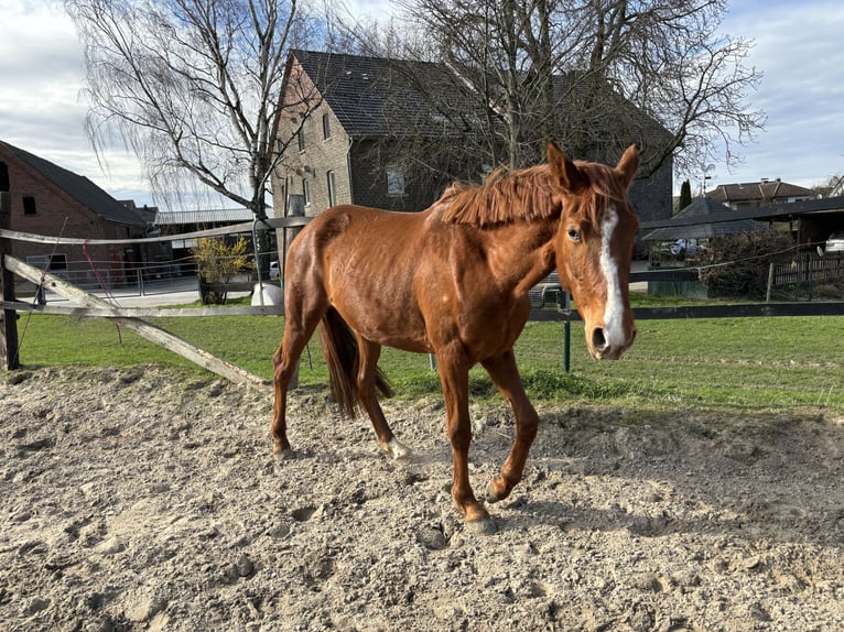 Westfalisk häst Sto 3 år 165 cm fux in Soest