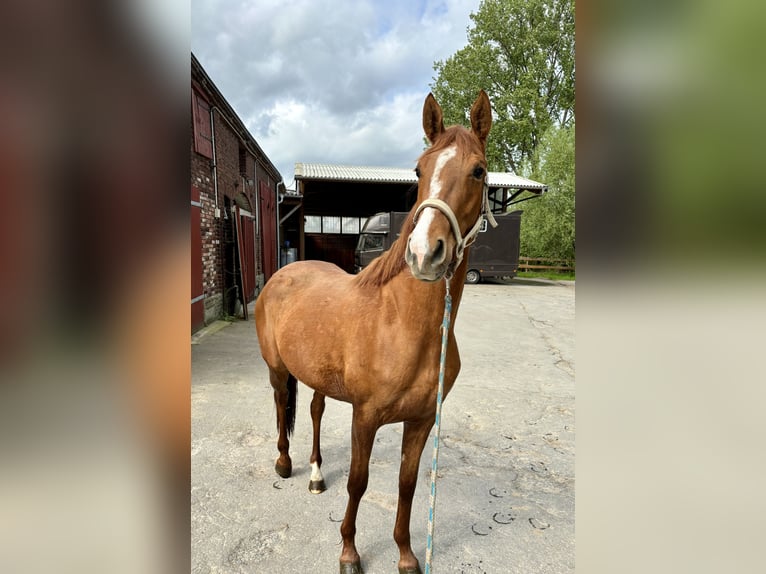 Westfalisk häst Sto 3 år 165 cm fux in Soest