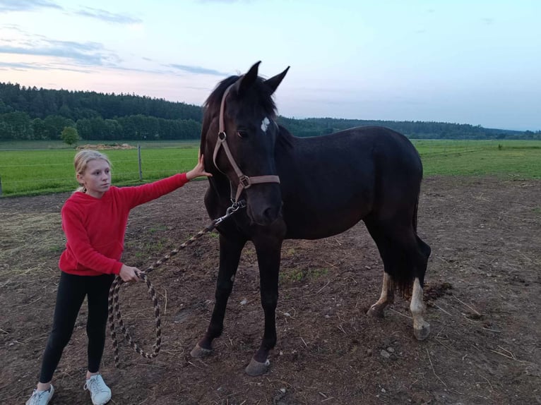 Westfalisk häst Sto 3 år 165 cm Mörkbrun in Deblov 2