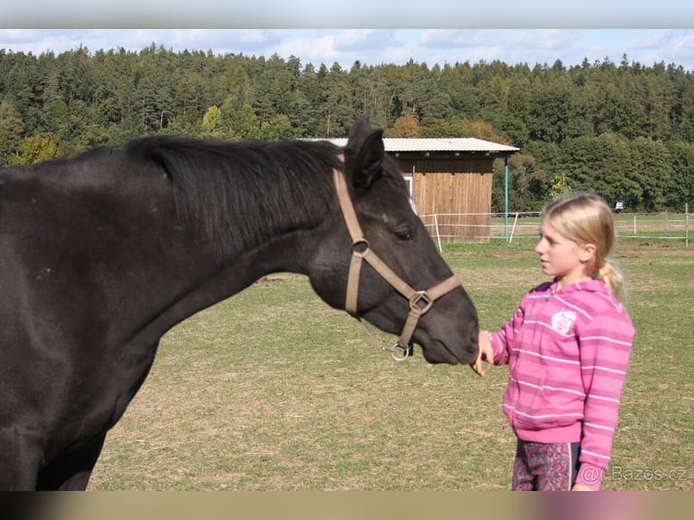 Westfalisk häst Sto 3 år 165 cm Mörkbrun in Deblov 2