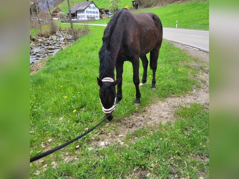 Westfalisk häst Sto 3 år 165 cm Rökfärgad svart in Oberried