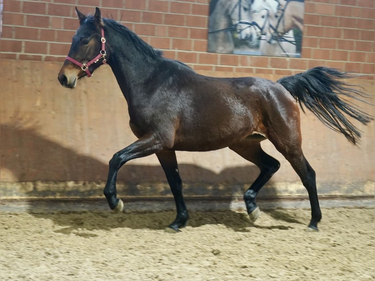 Westfalisk häst Sto 3 år 166 cm Brun in PaderbornPp