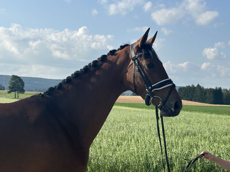 Westfalisk häst Sto 3 år 168 cm Brun in Riedlingen