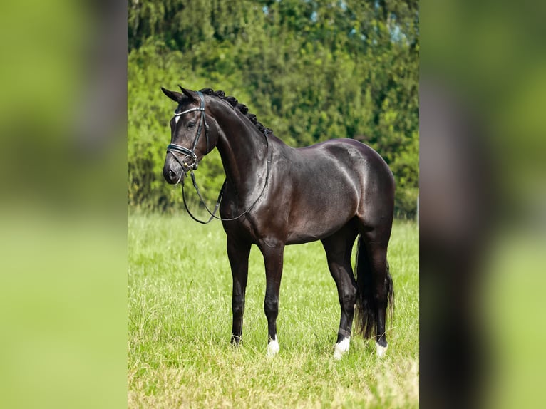 Westfalisk häst Sto 3 år 168 cm Mörkbrun in Lingen