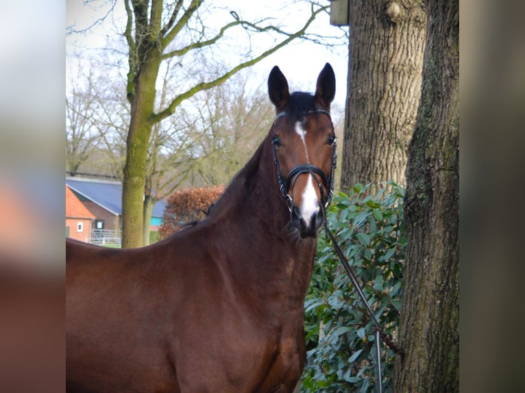 Westfalisk häst Sto 3 år 169 cm Brun in Nordhorn