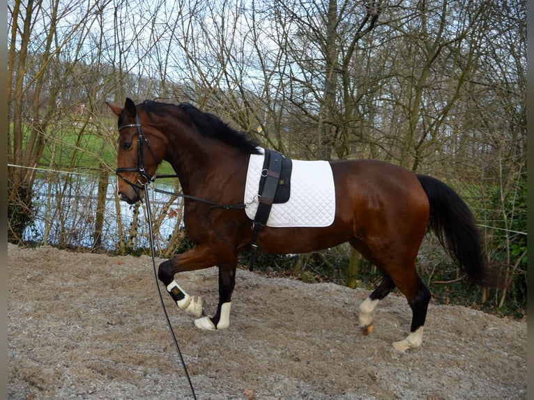 Westfalisk häst Sto 3 år 169 cm Brun in Nordhorn