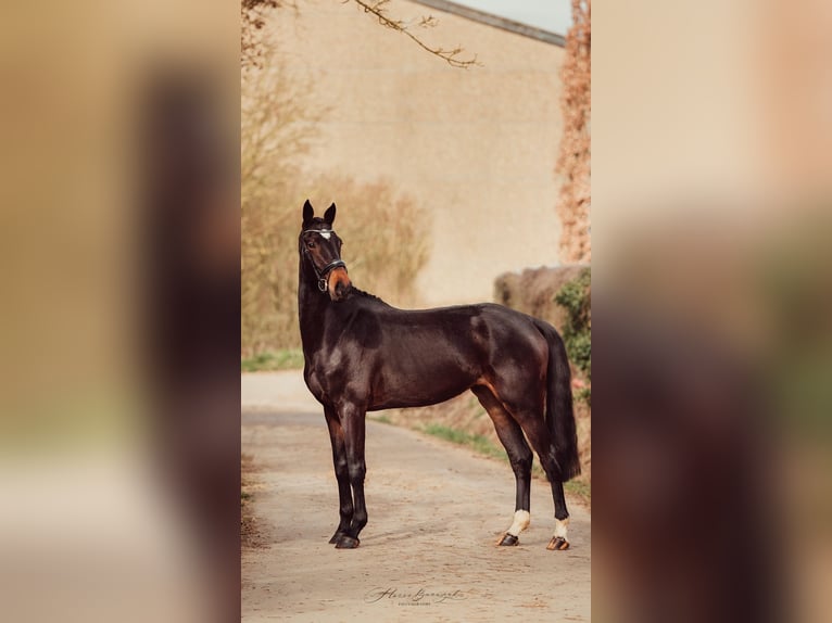 Westfalisk häst Sto 3 år 170 cm Mörkbrun in Roeser