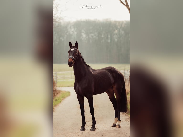 Westfalisk häst Sto 3 år 170 cm Mörkbrun in Roeser