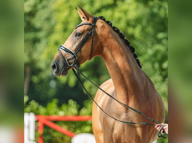 Westfalisk häst Sto 3 år 175 cm Gulbrun in Münster