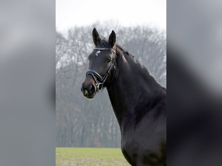 Westfalisk häst Sto 3 år 175 cm Rökfärgad svart in Spenge