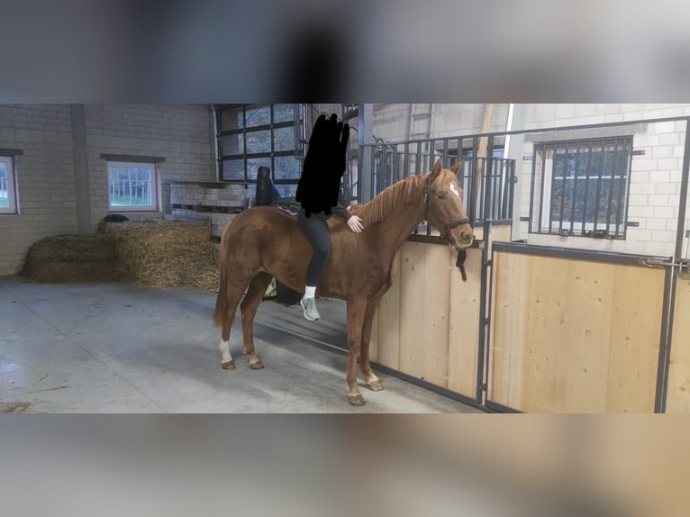Westfalisk häst Sto 4 år 155 cm fux in Heiden