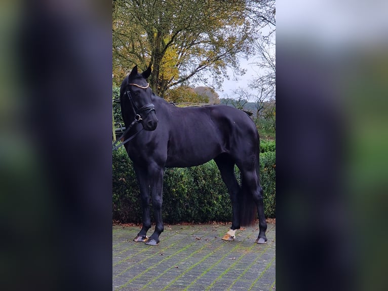 Westfalisk häst Sto 4 år 158 cm Svart in Warendorf