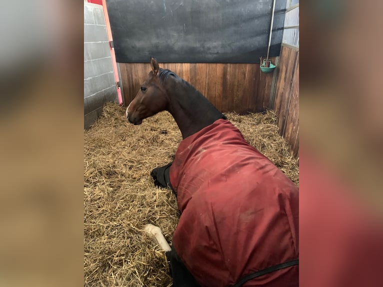 Westfalisk häst Sto 4 år 159 cm Brun in Dortmund