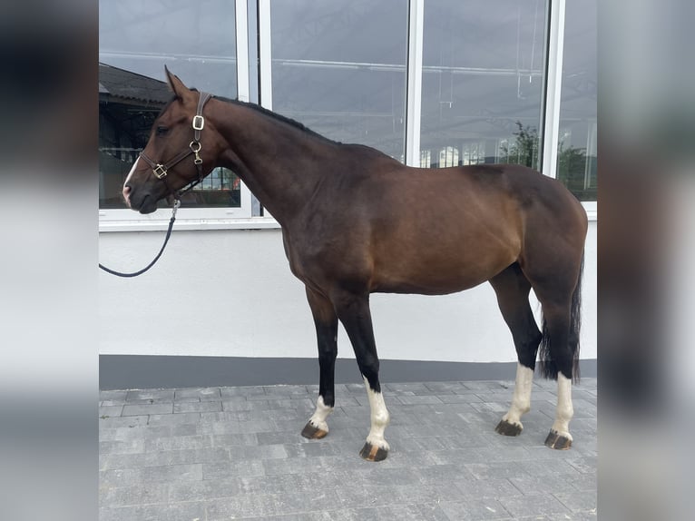 Westfalisk häst Sto 4 år 161 cm Mörkbrun in Dornburg