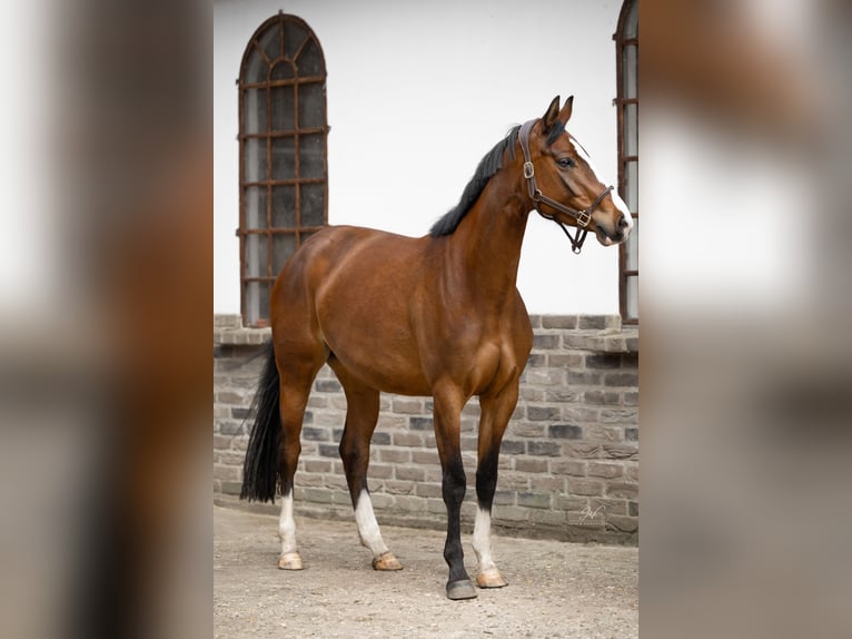 Westfalisk häst Sto 4 år 162 cm Brun in Willich