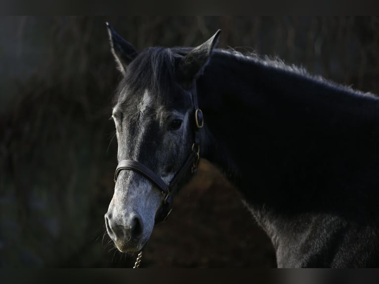 Westfalisk häst Sto 4 år 162 cm Grå in Haltern am See