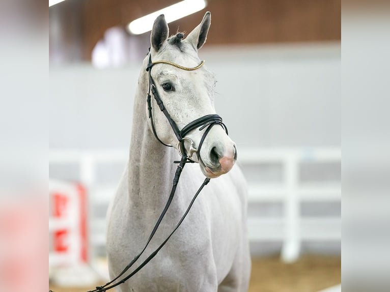 Westfalisk häst Sto 4 år 164 cm Grå in Hamm