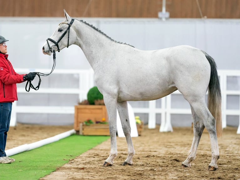 Westfalisk häst Sto 4 år 164 cm Grå in Hamm