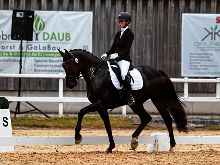 Westfalisk häst Sto 4 år 164 cm Svart in Nümbrecht