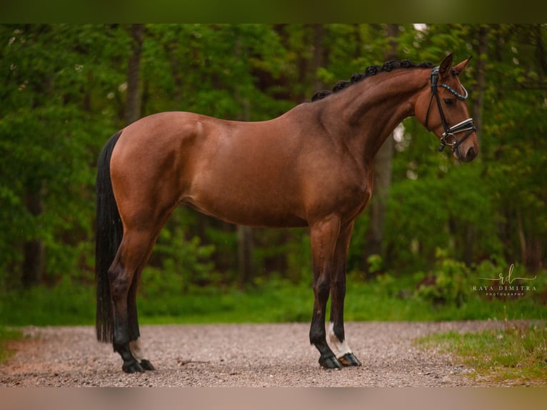 Westfalisk häst Sto 4 år 165 cm Brun in Wehringen
