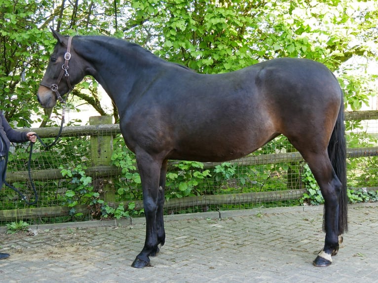 Westfalisk häst Sto 4 år 165 cm in Dorsten