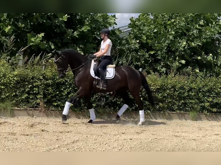 Westfalisk häst Sto 4 år 165 cm Svart in Stuhr