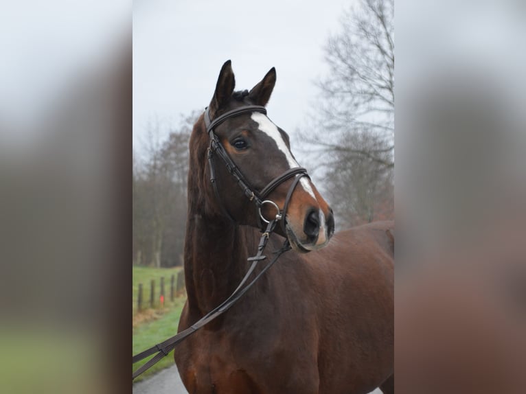 Westfalisk häst Sto 4 år 166 cm Mörkbrun in Nottuln