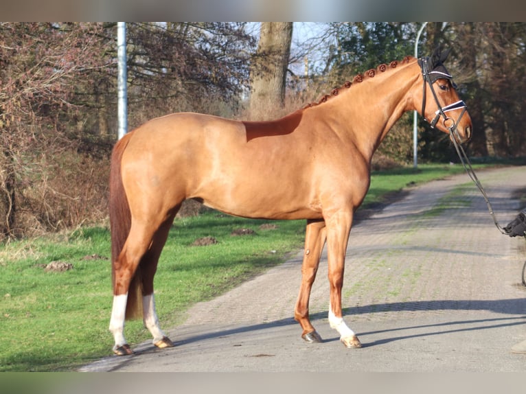 Westfalisk häst Sto 4 år 167 cm fux in Deinstedt