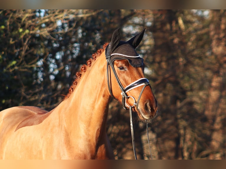 Westfalisk häst Sto 4 år 167 cm fux in Deinstedt