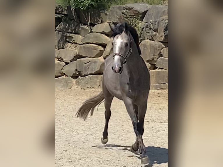 Westfalisk häst Sto 4 år 167 cm Grå in Overath