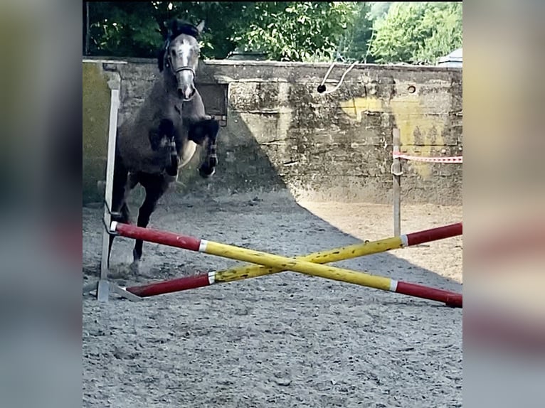 Westfalisk häst Sto 4 år 167 cm Grå in Overath