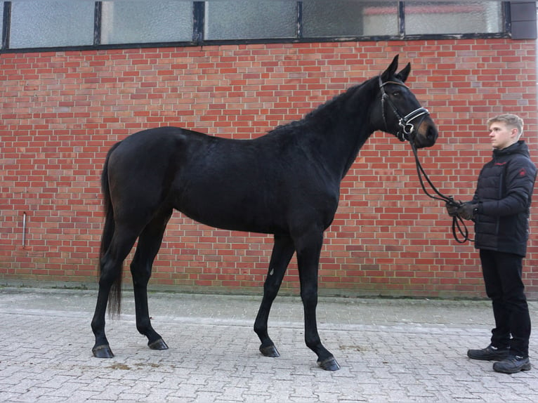 Westfalisk häst Sto 4 år 167 cm Mörkbrun in Münster