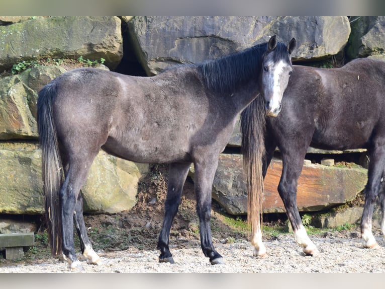 Westfalisk häst Sto 4 år 168 cm Grå in Lindlar