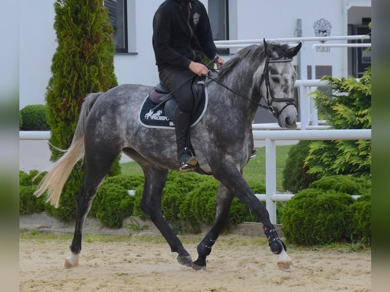 Westfalisk häst Sto 4 år 168 cm Gråskimmel in Wysin