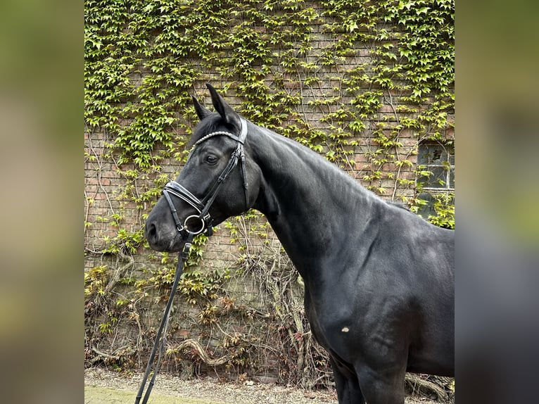 Westfalisk häst Sto 4 år 169 cm Svart in Rees