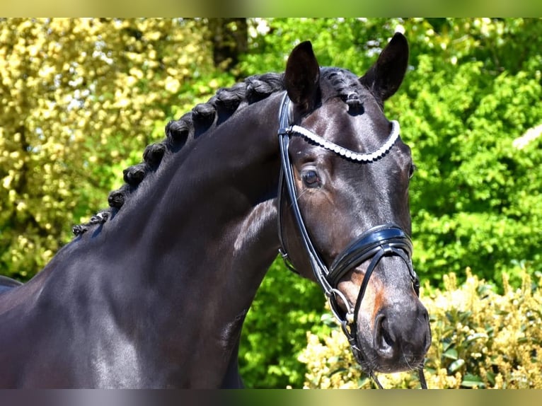 Westfalisk häst Sto 4 år 170 cm Mörkbrun in Dormagen