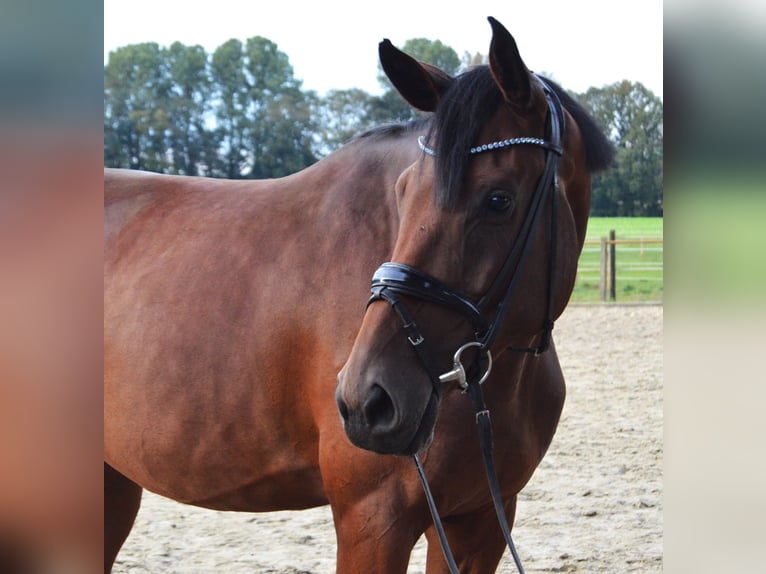 Westfalisk häst Sto 4 år 172 cm Brun in Freren