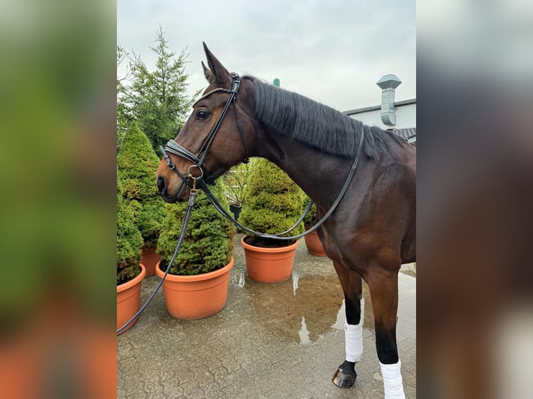 Westfalisk häst Sto 4 år 175 cm Mörkbrun in Bergheim