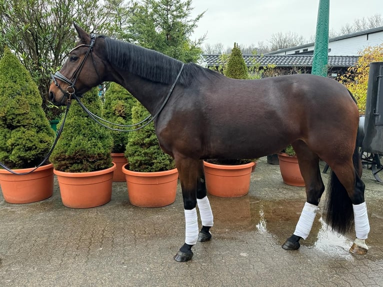 Westfalisk häst Sto 4 år 175 cm Mörkbrun in Bergheim
