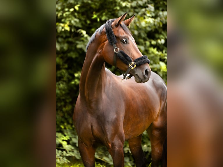 Westfalisk häst Sto 4 år 175 cm Mörkbrun in Ratingen