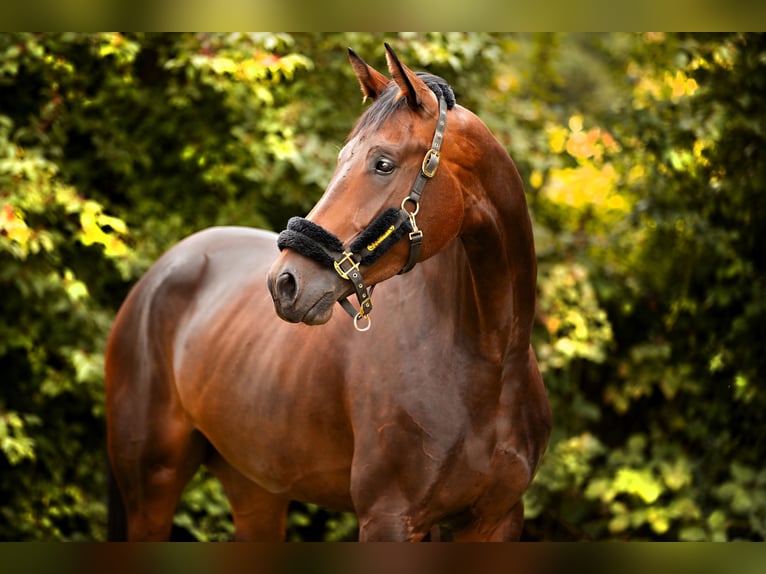 Westfalisk häst Sto 4 år 175 cm Mörkbrun in Ratingen