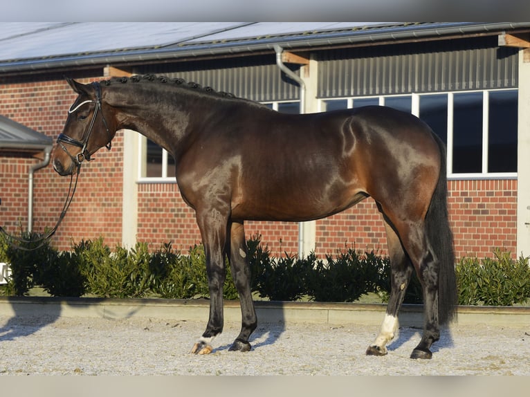 Westfalisk häst Sto 4 år 175 cm Mörkbrun in Sassenberg