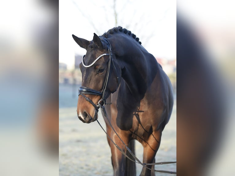 Westfalisk häst Sto 4 år 175 cm Mörkbrun in Sassenberg